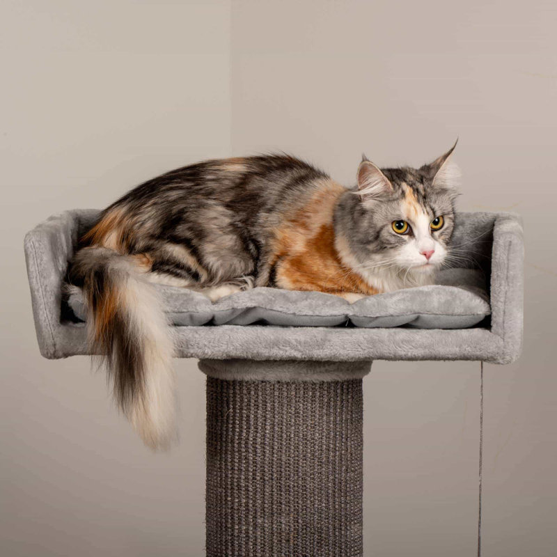 Carrson 100 cm H Cat Scratchers
