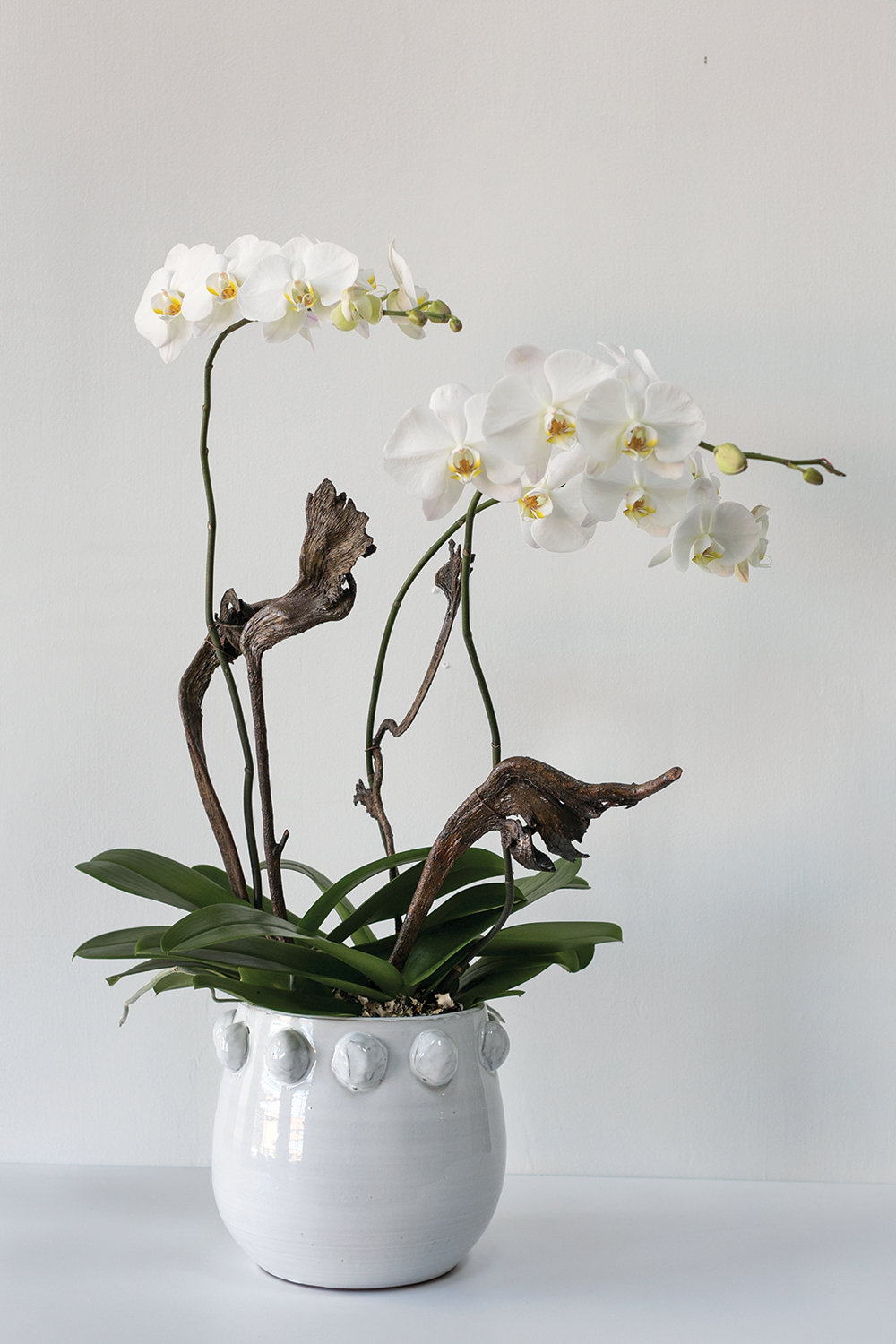 Ceramic Pot Planter, 9.5" H x 10" W x 10" D