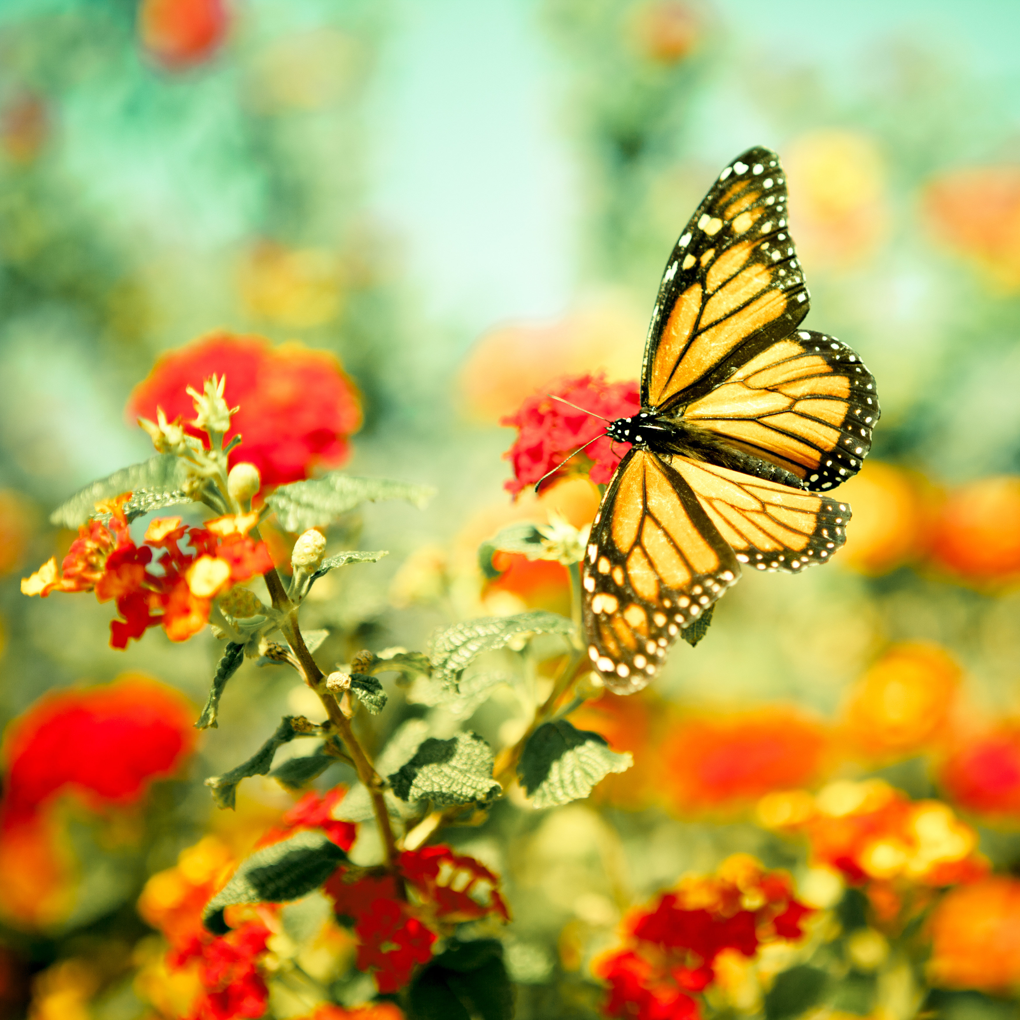Monarch Wooden Butterfly Decor - Blackbrdstore