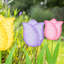 Piquet de jardin Annemarije