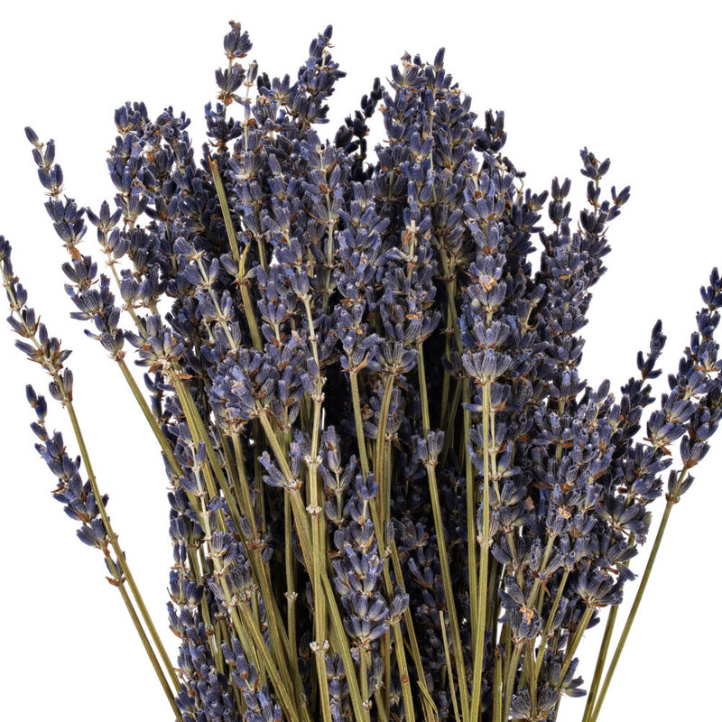 18" Dried Light Purple Dried Lavender 3.5 oz. Bunch. This is a natural product, dimensions and color may vary plant to plant.