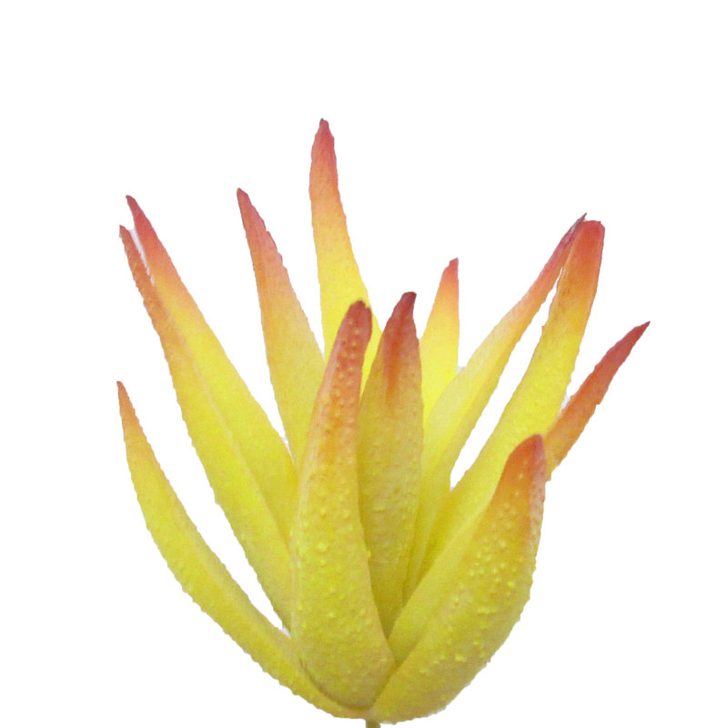 Aloe Vera Succulent Plant, Yellow
