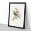 Peaceful Ground Doves by Elizabeth Gould - Framed Print-55578334-55578335