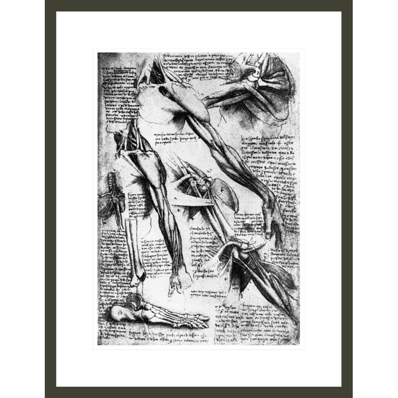 Dessin des études sur les bras, les mains et les pieds par Leonardo Da Vinci, impression giclée sur cadre