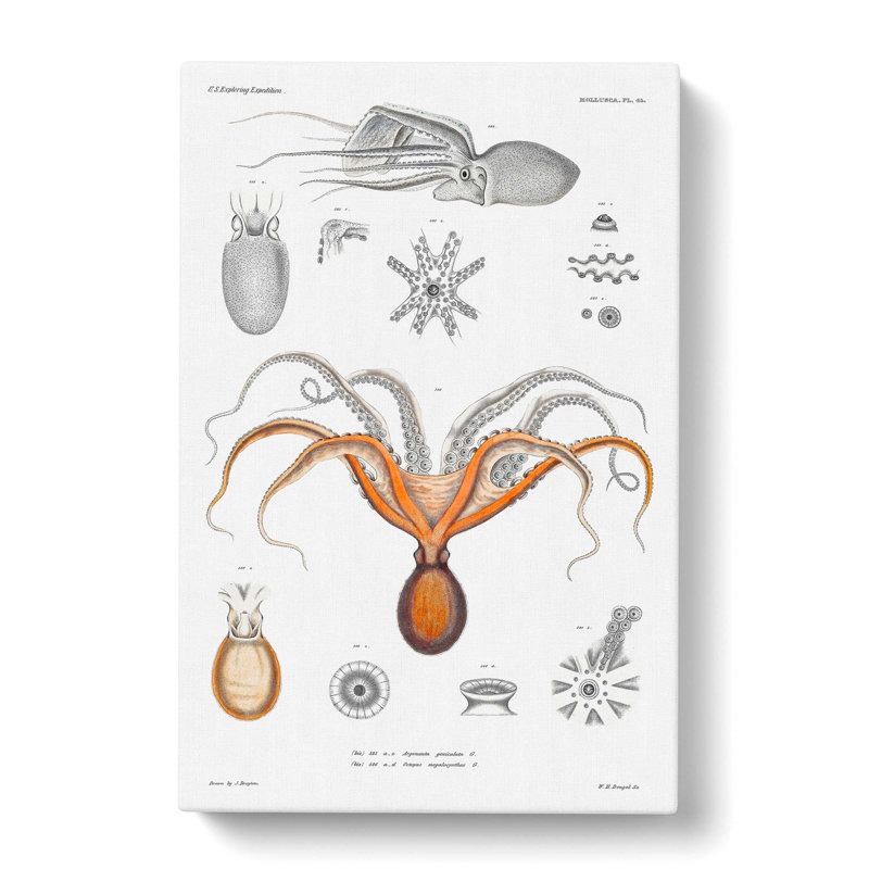 Octopus by A.A. Gould - Wrapped Canvas, 60cm H x 40cm W x 3cm D