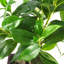 127cm Faux Bonsai Plant in Pot Liner