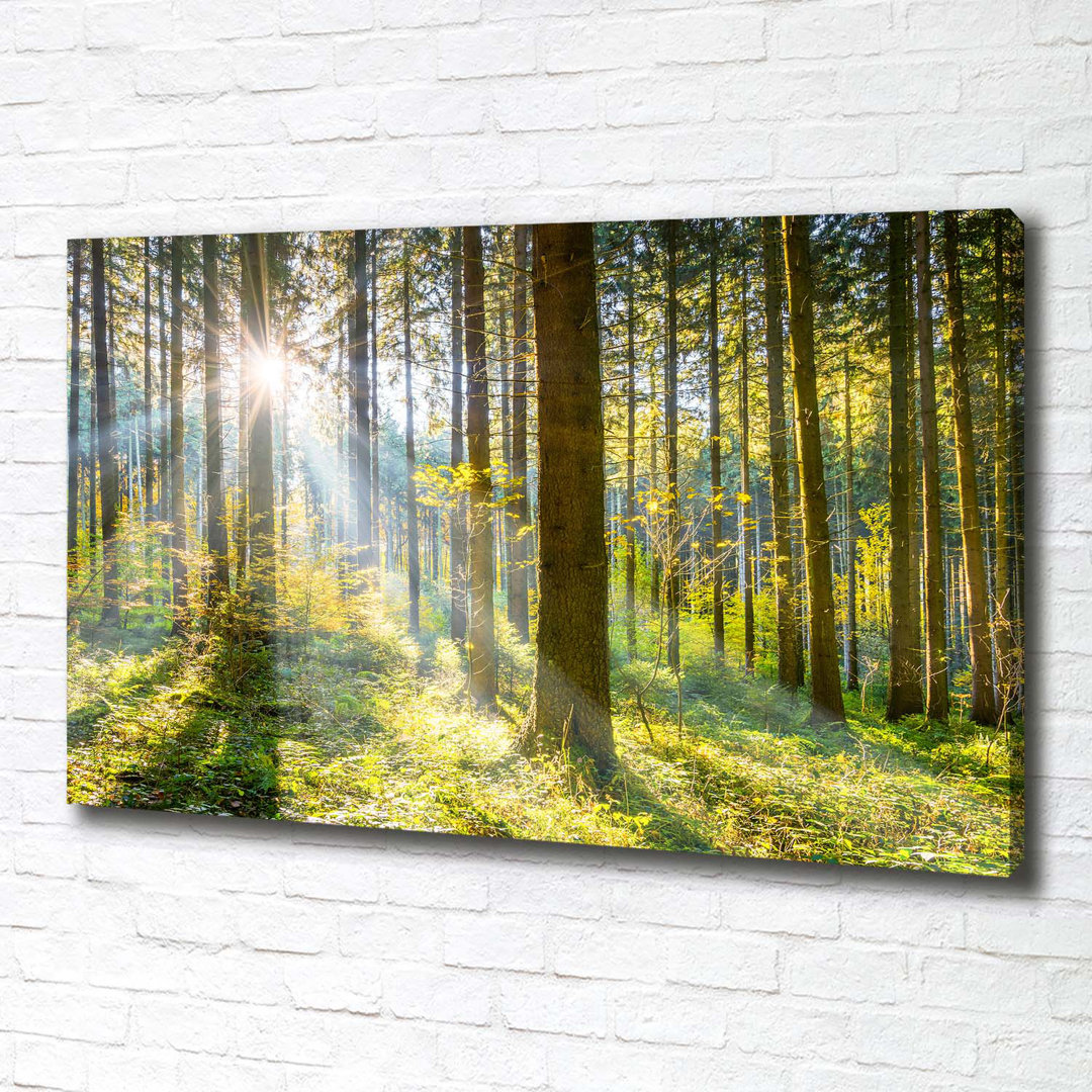 Wald in der Sonne - Kunstdrucke auf Leinwand - Wrapped Canvas