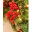 Faux 76cm Wreath