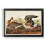 Oie à front blanc - reproduction de cadre photo sur toile-959073032-959073033
