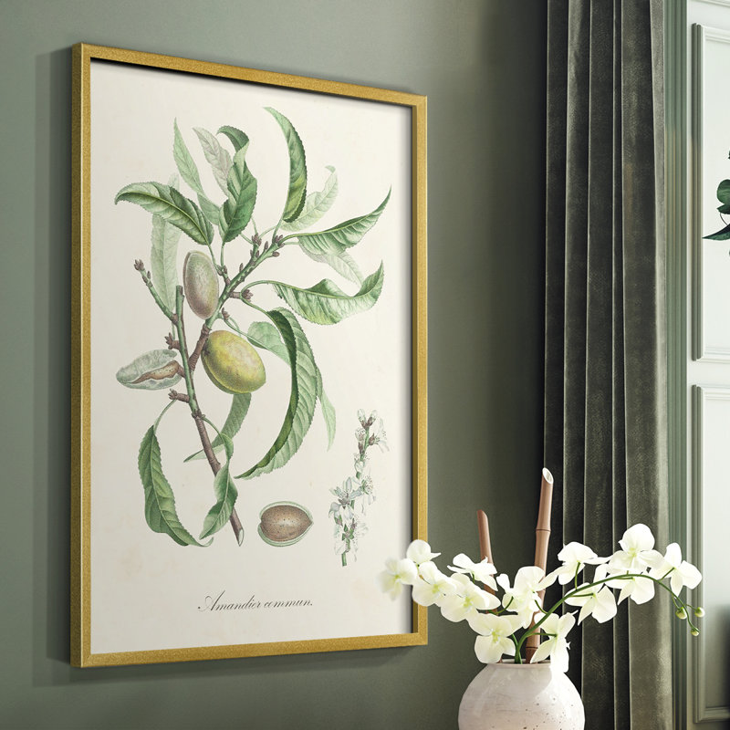Antique Ammond Botanical IV, reproduction encadrée - bois massif, H 10 po x l 8 po
