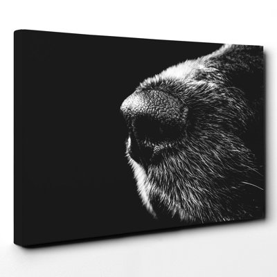 Dog Nose Snout - Wrapped Canvas