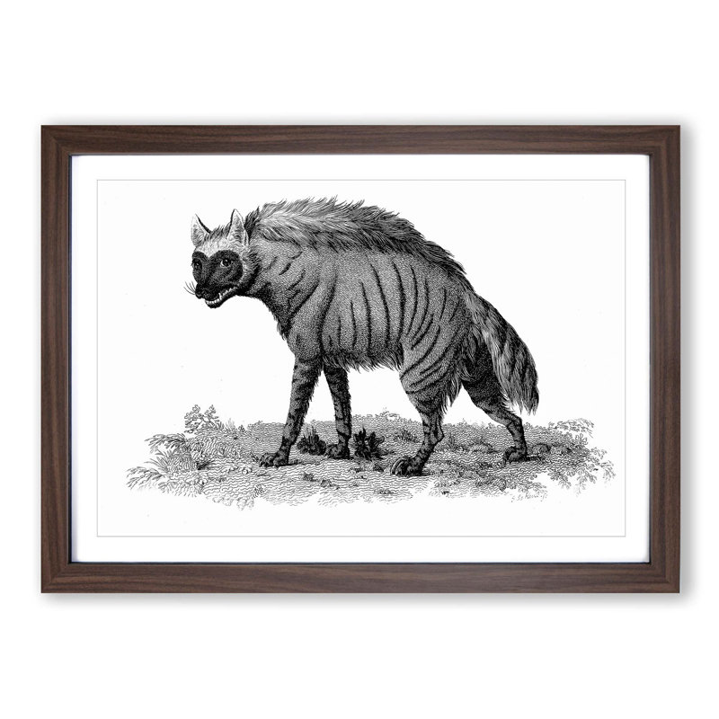 Striped Hyena in Black & White by George Shaw - Picture Frame Art Print on MDF, 27cm H x 36cm W x 2cm D, Walnut Framed