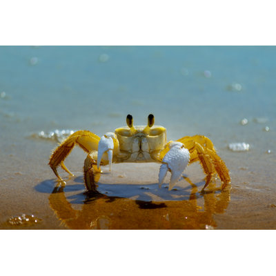 Crabe sur la plage