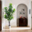 84cm Plant