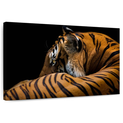 Brampt Majestic Tiger