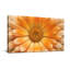 Plantes et fleurs, marguerite orange, gros plan-266651612