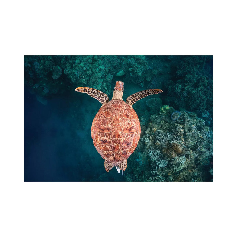 Flying Over The Reef by Barathieu Gabriel - Wrapped Canvas Print, 20.32 cm H x 30.48 cm W
