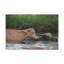 Drôle de bison d'eau-553637322