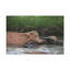 Drôle de bison d'eau-553637323