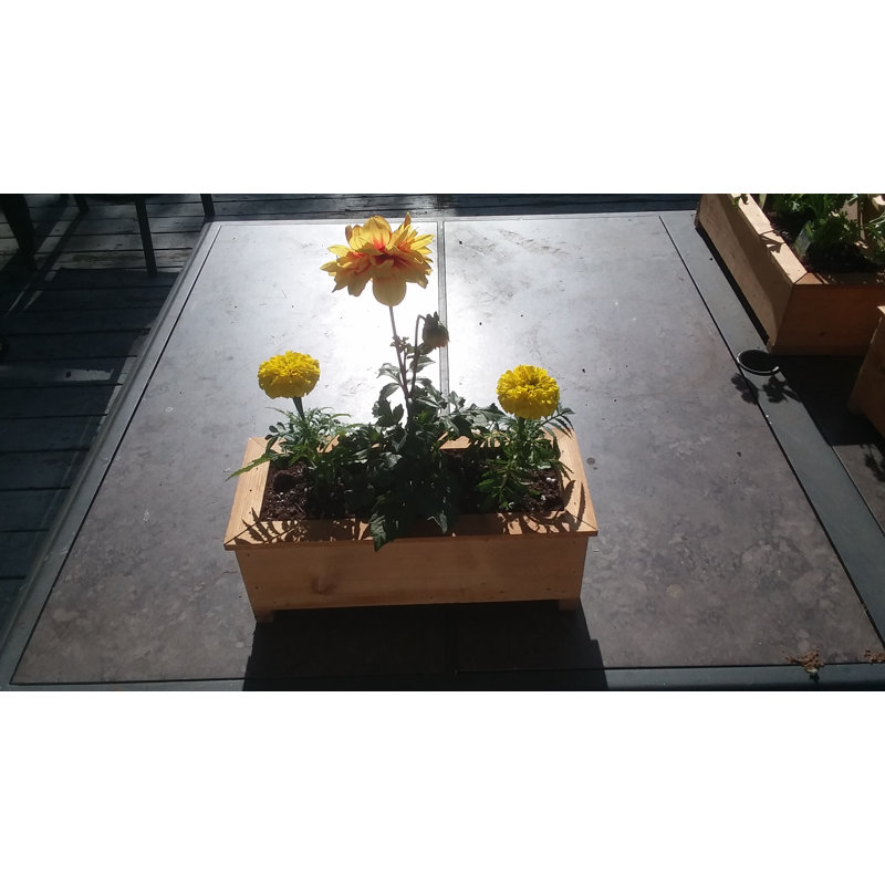 Boîte à fleurs en bois Jayne, H 4,75 po x l 12,5 po x P 6 po