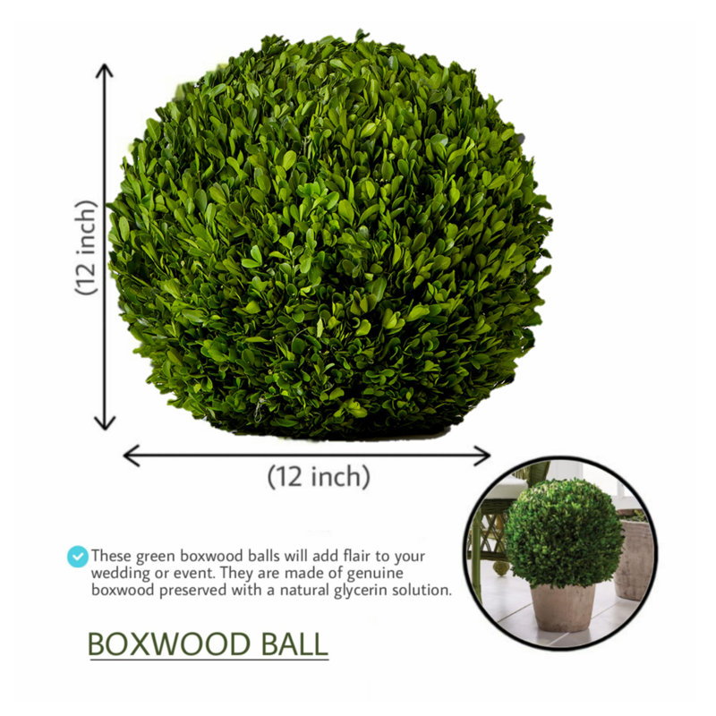 Boxwood Topiary