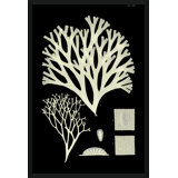 Seaweed Diagram I Giclee Print by Soicher Marin Archives