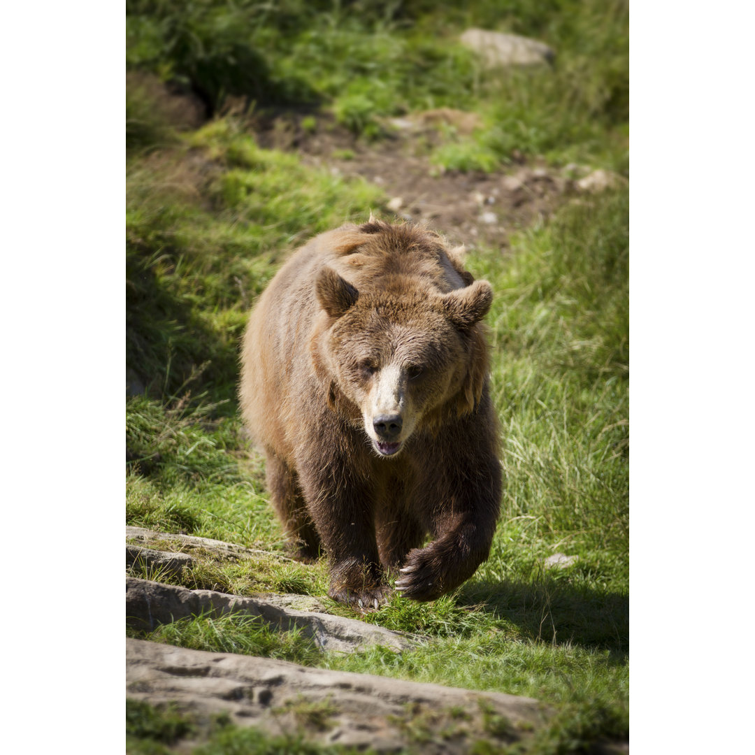 Leinwandbild Gehender Braunbär