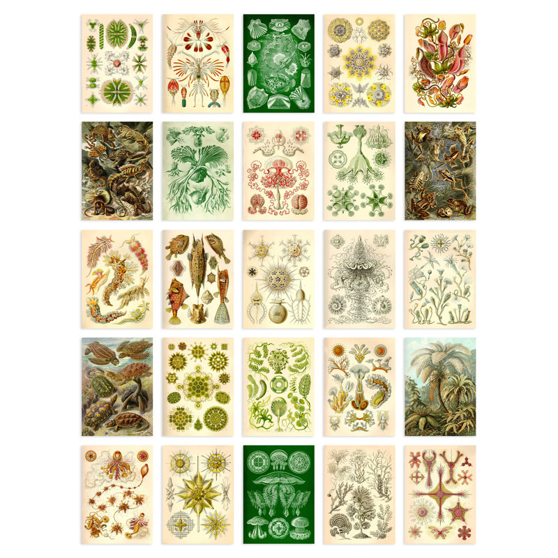 Aaysha 50 Piece Wall Art