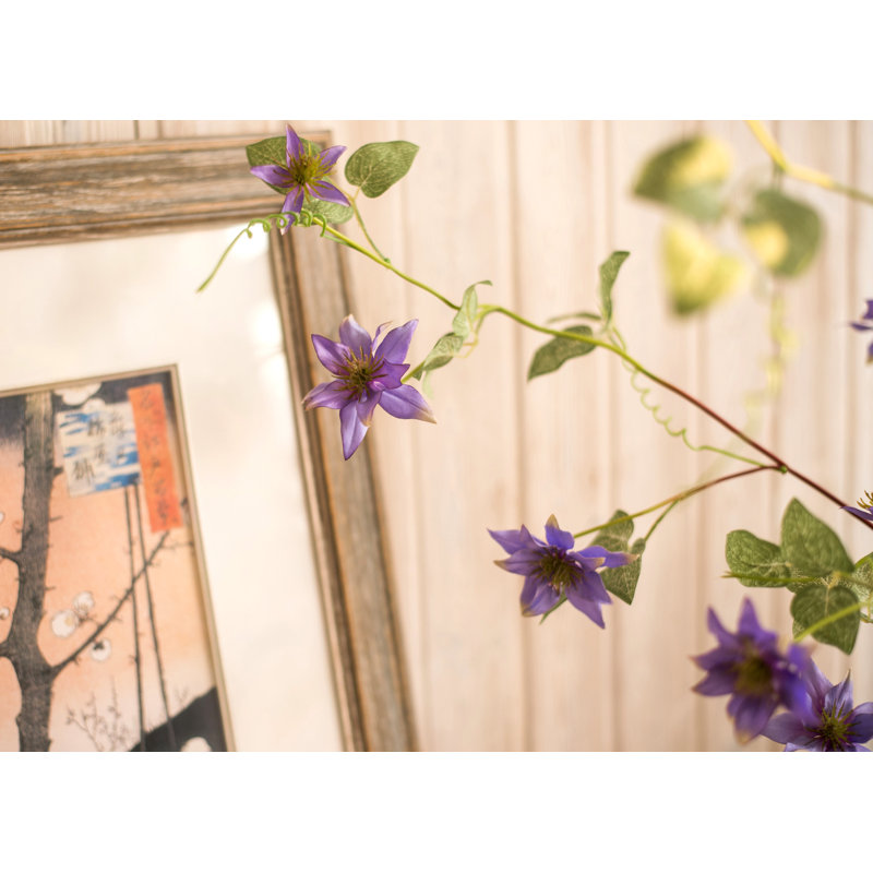 Tige de clematis allemande, Mauve