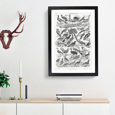 Ornithology Study of Birds LXX by Oliver Goldsmith - Picture Frame Drawing Print