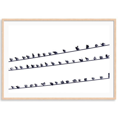 Birds on a Wire Framed Photographic Print