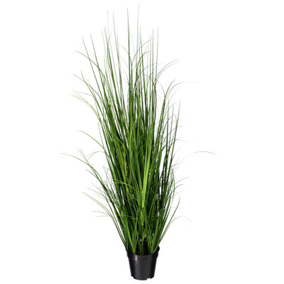 Potted Green Lemongrass.