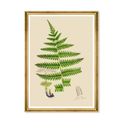 FERNS III