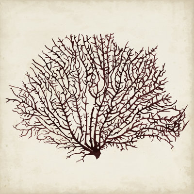 Seaweed Specimens XII by Naomi McCavitt - Wrapped Canvas Print