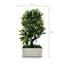 27cm Faux Bonsai Topiary in Vase