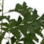 220 cm H Faux Palm Tree Plant in Ceramic Planter