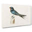 Male Barn Swallow by Von Wright - Wrapped Canvas-55365395