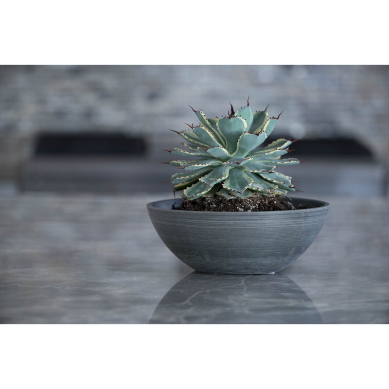 Cara Composite Bowl Planter Set, 4.75" H x 12" W x 12" D, Charcoal