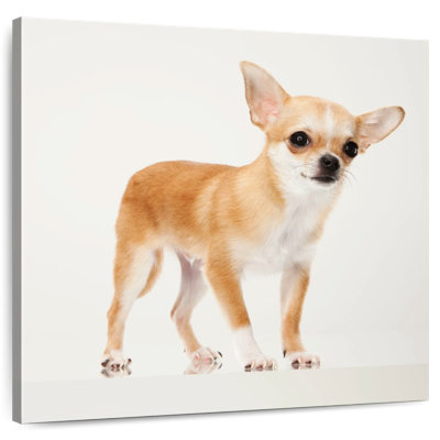 Brampt Precious Chihuahua
