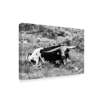 « b&w longhorn i », photographie sur toile tendue