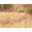 Swan Valley Autumn Portrait #7 Print by Bruce Heinemann-71201002-92903867-132511282