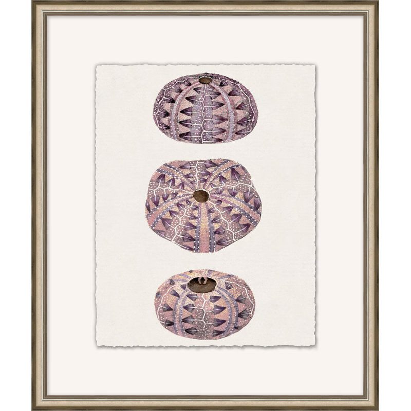 Mauve Shell Study 5 - Peinture encadrée sur papier