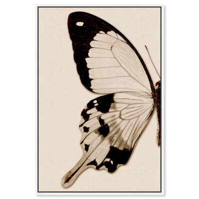 " Animals Sepia Butterfly I Insects "
