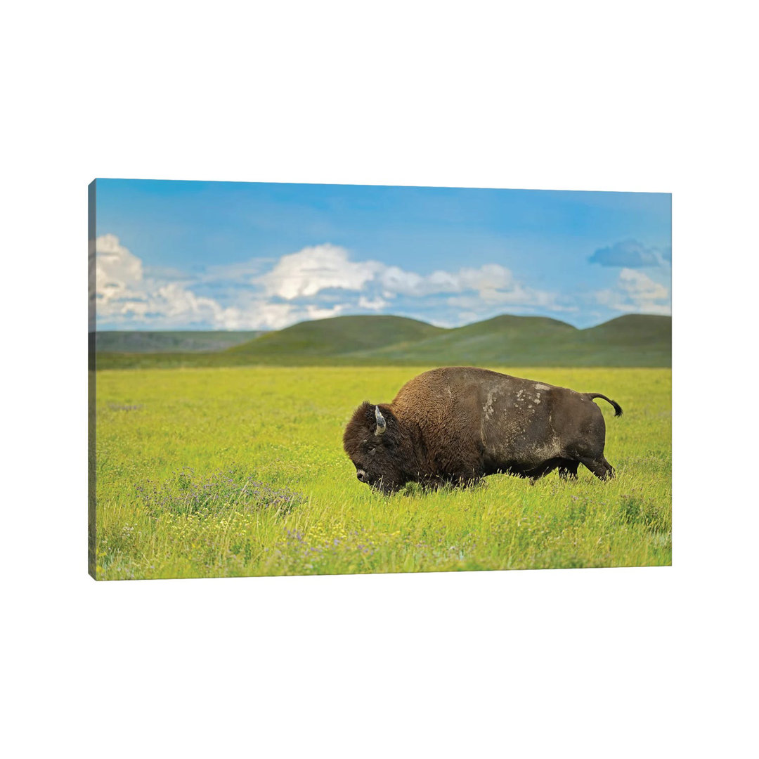 Canada, Saskatchewan, Grasslands National Park. Plains Bison In Grasslands. by Jaynes Gallery - Wrapped Canvas Gallery-Wrapped Canvas Giclée