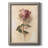" Painterly Rose Study I "-184716394