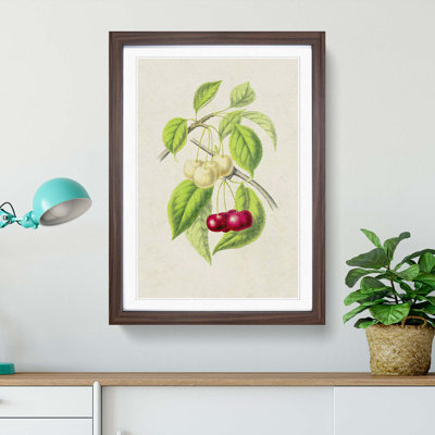 Illustration of Cherries - Framed Print