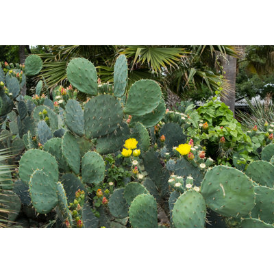 " Cactus In Texas " by Joshuaraineyphotography