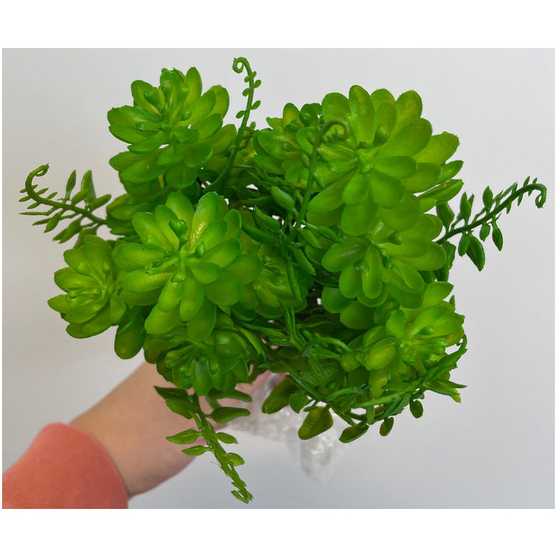 Buisson Echeveria