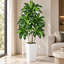 Arbre artificiel Dracaena de 1,5 m, plante Dracaena fragrans à plusieurs têtes avec pot blanc, feuilles réalistes aux tons jaunes, plante d'intérieur facile d'entretien pour la décoration de la maison et du bureau extérieur couvert-129867221