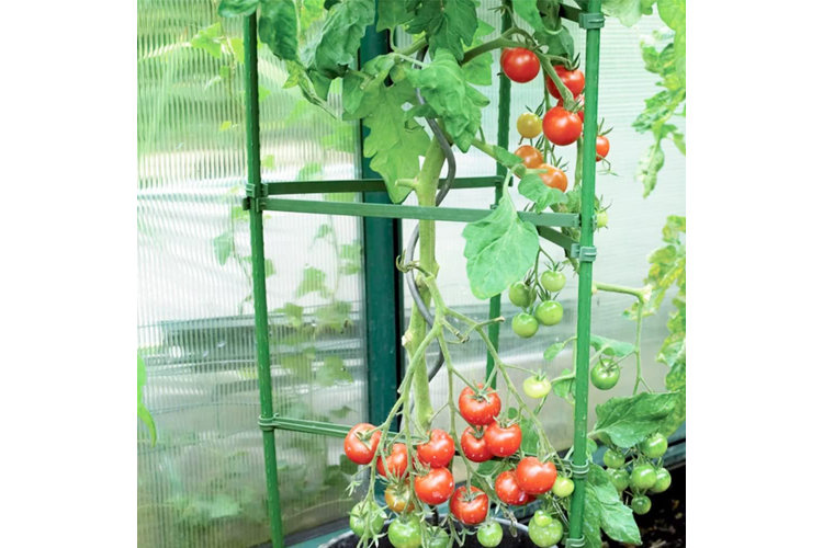 Close-up of a cherry tomato plant inside a greenhouse with cherry tomatoes at various stages of ripening.